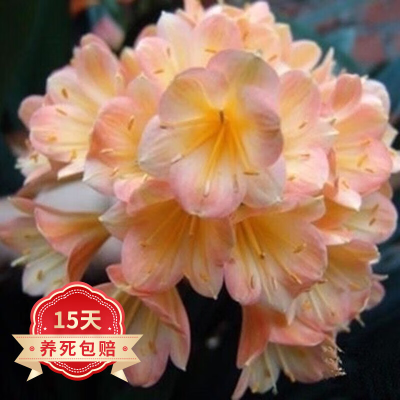 欧悟【含盆含土】君子兰花苗盆栽室内客厅绿植花卉 当年开花植物盆景