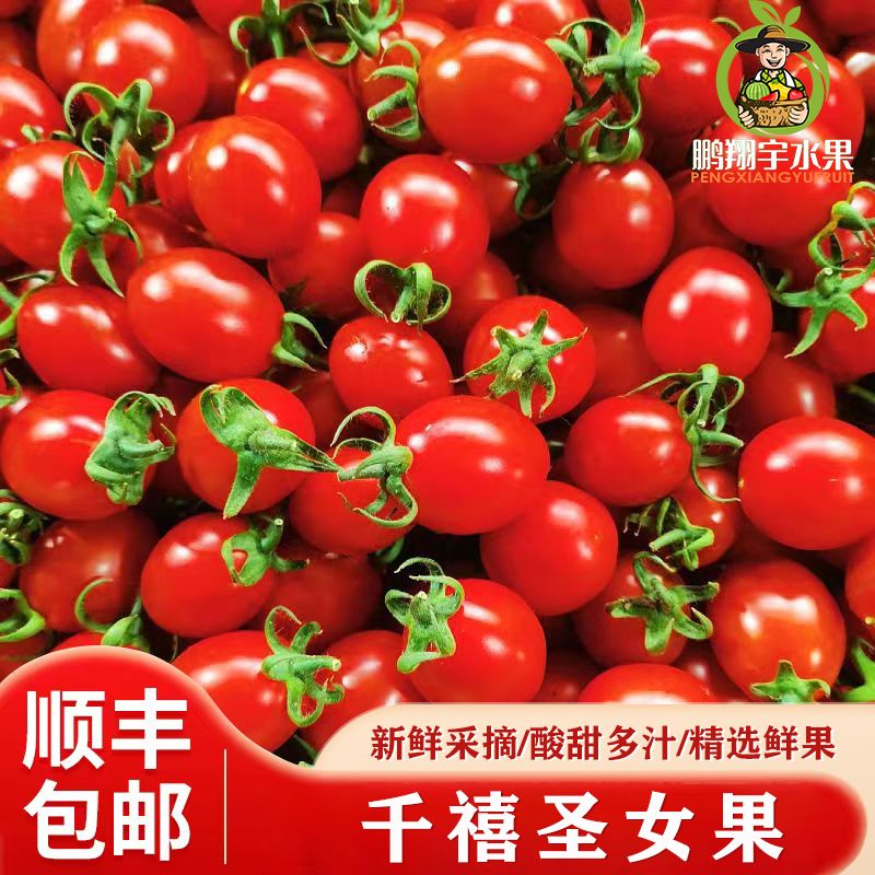 【顺丰包邮】正宗樱桃小番茄贝贝千禧果新鲜水果西红柿圣女果番茄 净重5斤【顺丰+泡沫箱】新鲜采摘