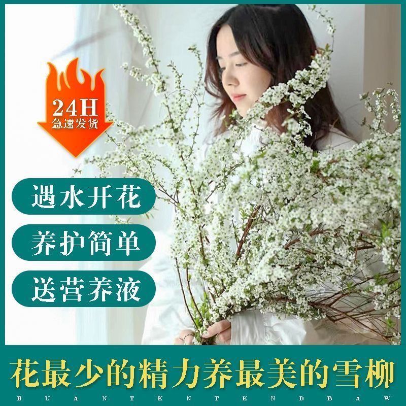 网红款鲜枝雪柳泡水开花水培冬季耐寒花卉干枝遇水开花绿植 干枝雪柳3枝赠3枝共发6枝《50cm 不带花瓶