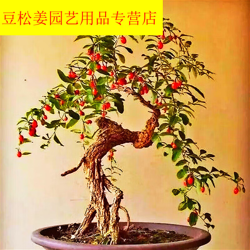蕊鲜生枸杞盆景植物盆栽花卉造景观假山老桩树桩四季室内阳台庭院绿植