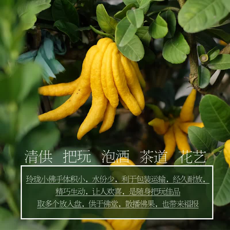 星云湖金华佛手果佛手柑香橼 现摘现发带枝条 食用观赏闻香清供佛手 【食用果】（果形大小颜色随机丨称重发货）1斤