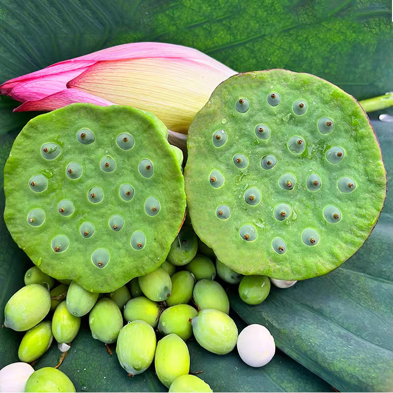 耀好湖南莲蓬新鲜现摘生吃鲜嫩莲子孕妇水果源头直发 湘潭莲蓬3斤(共