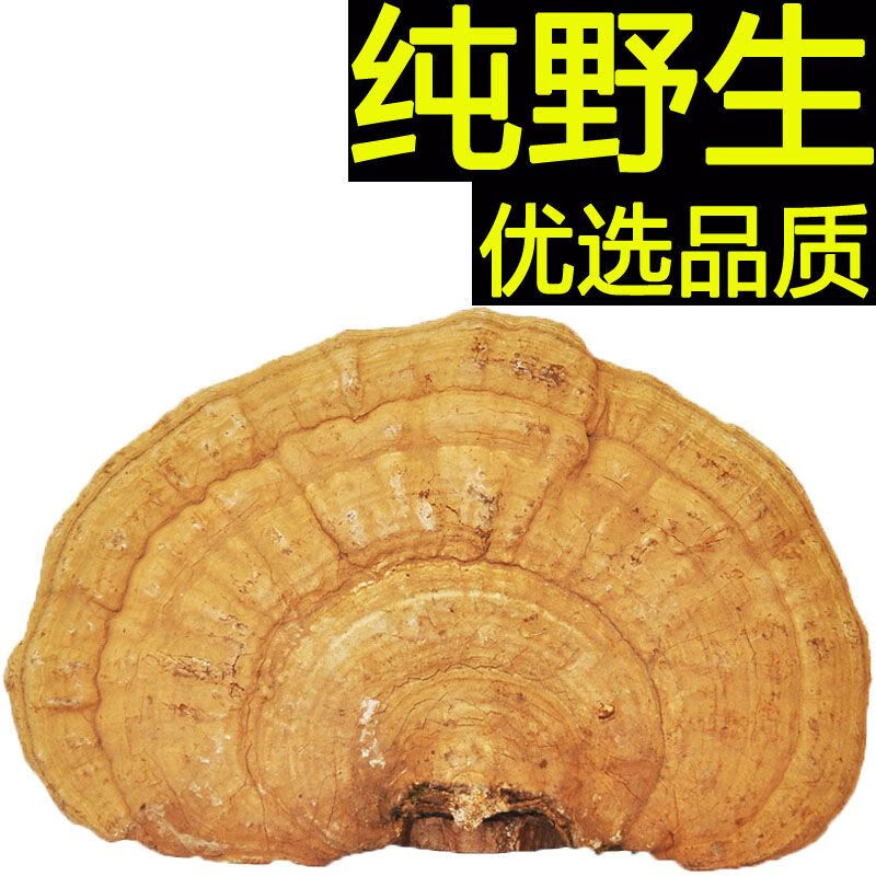 北京同仁堂长白山野外生平盖灵芝 树舌灵芝 青芝中药干品源 切片50克