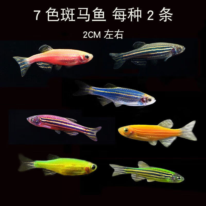 墨一彩色斑马鱼观赏鱼活体淡水鱼草缸鱼群游鱼小 7色2厘米斑马每种