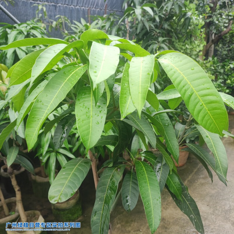 华煜芒果树苗四季开花矮化南北方种植庭院盆栽地栽当年结果(不含盆)