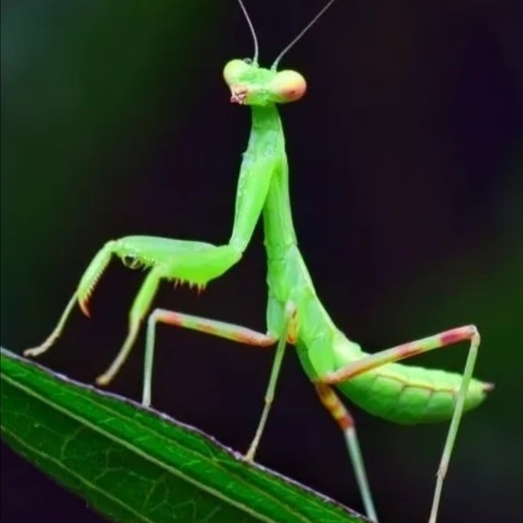 壮盾螳螂活体活体爬虫爬宠宠物螳螂昆虫宠物螳螂壮菱背螳圆盾眼斑 不