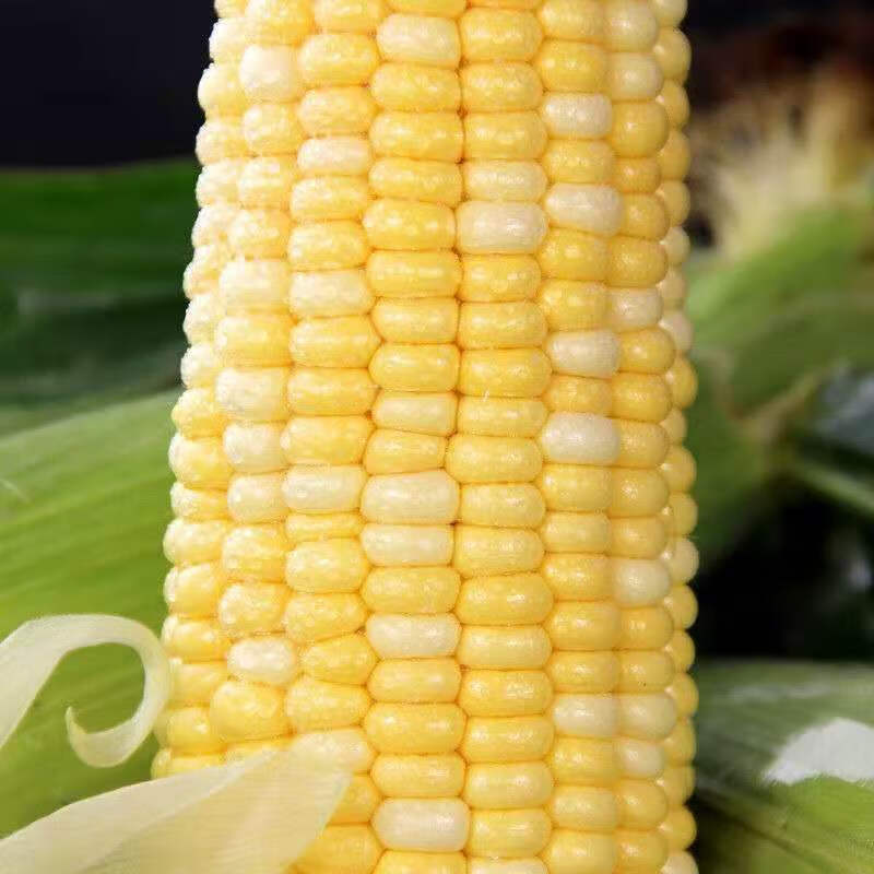 云南水果玉米多规格 现摘新鲜玉米甜玉米棒产地直供玉米【h5 3斤 纸箱