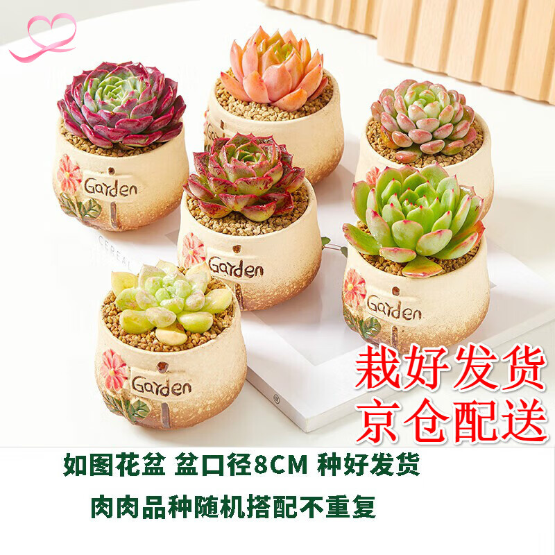 墨一【送货上门】多肉植物带盆组合套装多肉办公室绿植花卉三八节礼物 garden花园系列6盆（栽好发货）