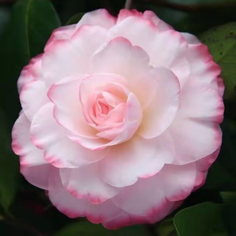 姚黄魏紫 4年苗(当年开花)