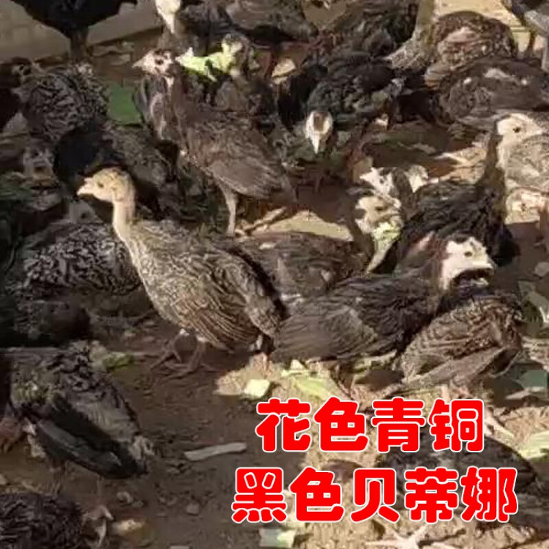 国产巨型火鸡苗火鸡活苗活体尼古拉青铜贝蒂娜半大火鸡脱温苗佳红 1斤