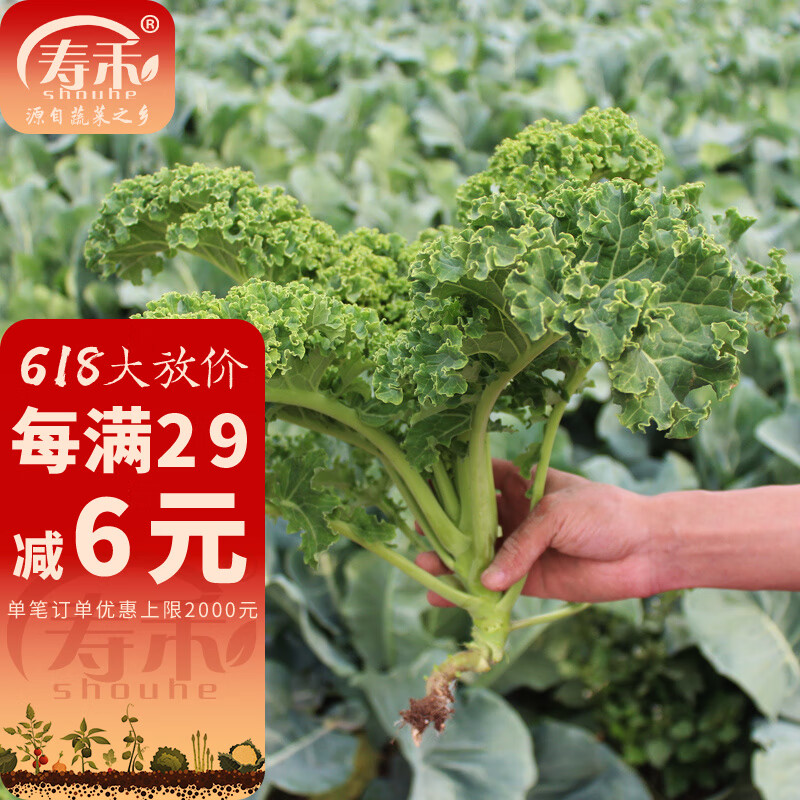 羽衣甘蓝种子【绿色】1g装