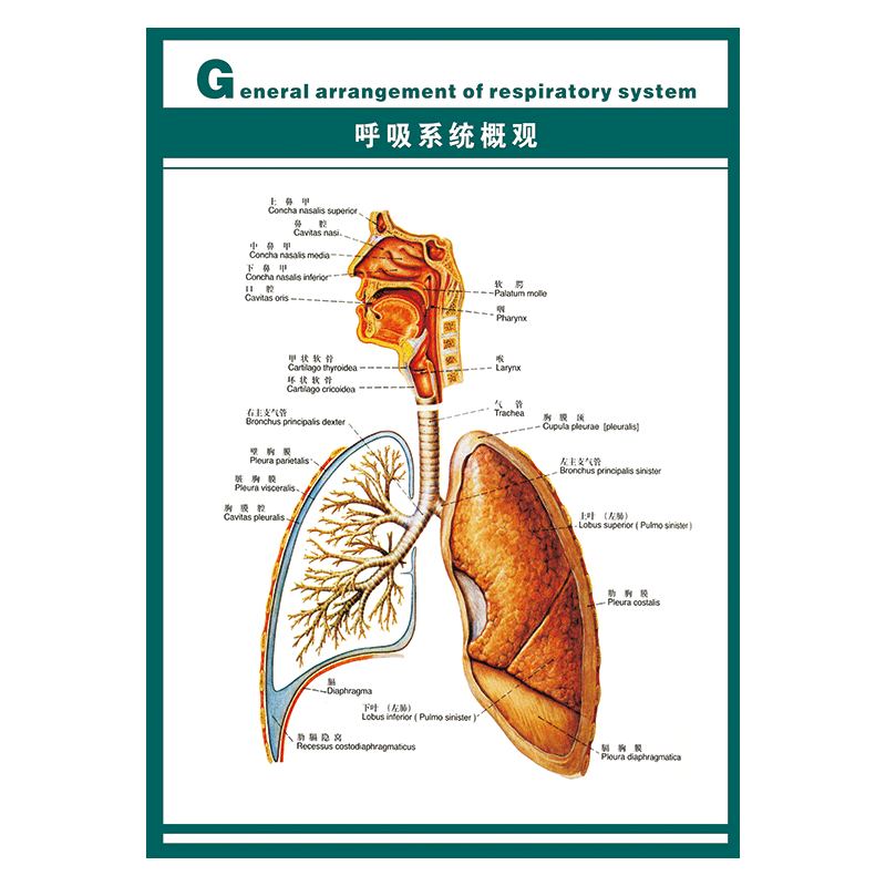 系统结构图示意图解剖图墙贴纸覆膜防水贴纸wsa12 wsa12-06 呼吸系统