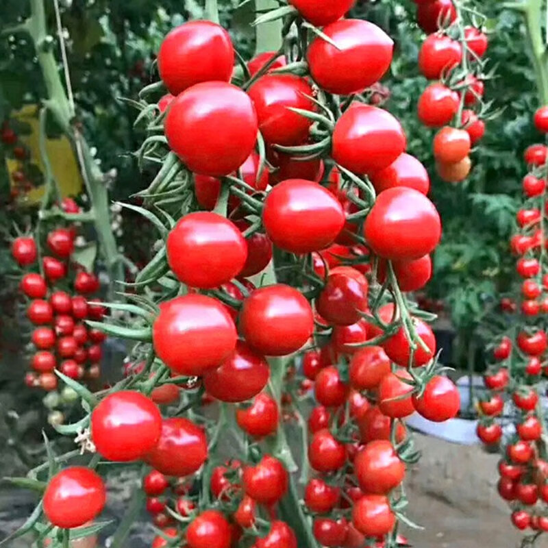 昂启（ANGQI） 圣女果种子樱桃番茄西红柿种子温室大棚春冬季播种四季盆栽种菜 小樱桃蕃茄(约300粒)