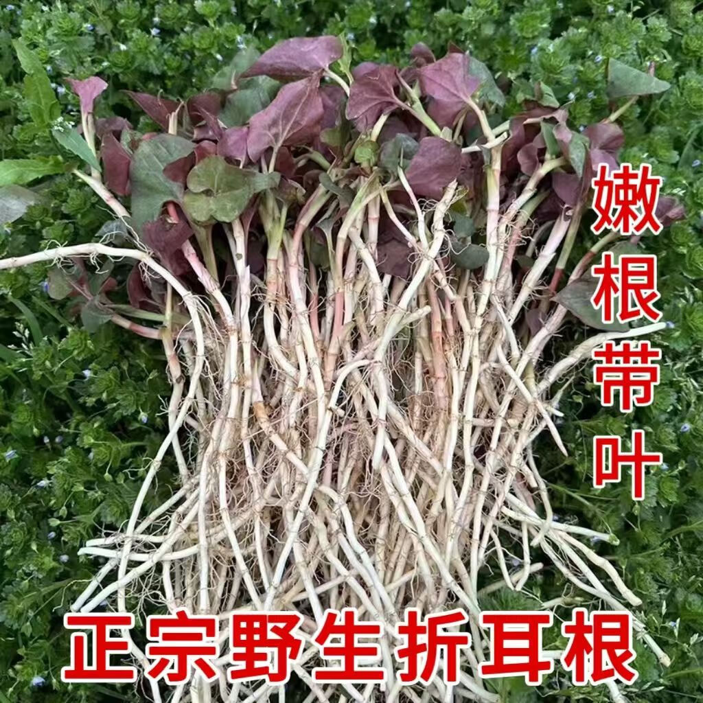 野生现挖折耳根鱼腥草嫩叶凉拌蘸酱菜新鲜特产农家蔬菜叶子菜凉菜 凉菜首选5斤左右 【现挖现发】