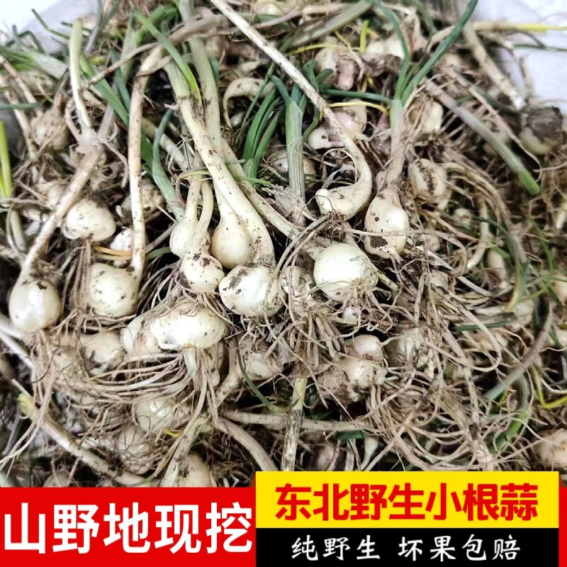 林中山东北小根菜山野菜当季新鲜现挖大脑蹦大脑瓜野蒜小葱小根蒜 1000g