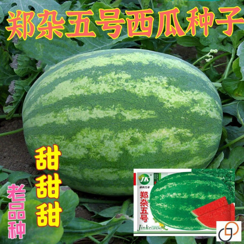 郑杂五号西瓜种子原厂包装种子1