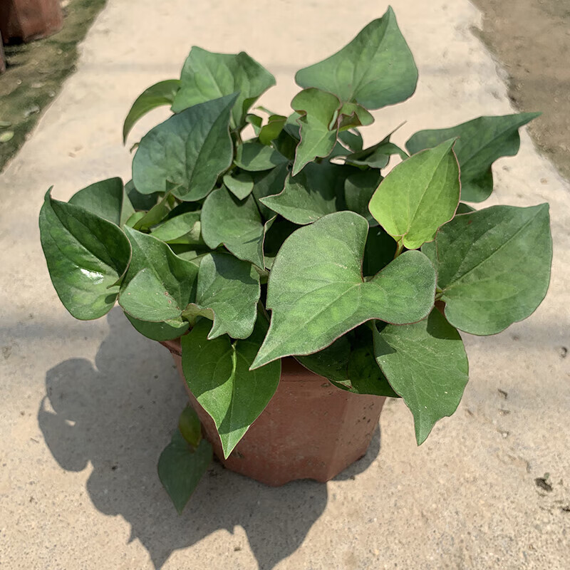 醉春木鱼腥草苗鱼腥草盆栽阳台可食用蔬菜食材野生菜可食用盆栽