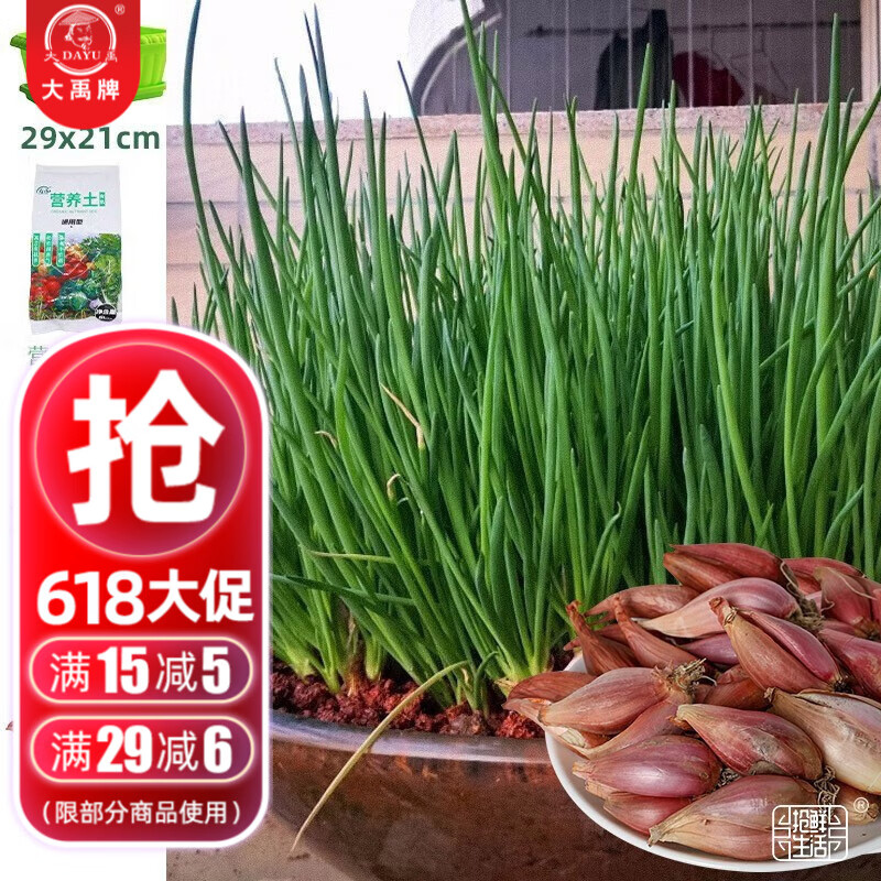 大禹四季分葱种子苗小葱香葱耐热耐寒家庭种春季蔬菜籽阳台盆栽 红