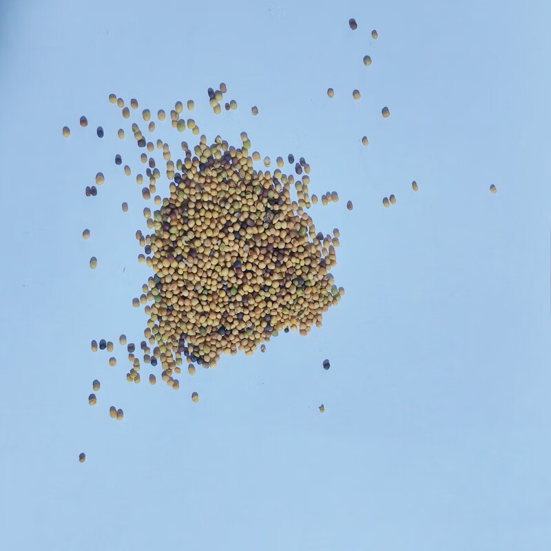 细辛红洋姜种子紫洋姜籽鬼子姜姜不辣胰岛果种苗红皮菊芋洋芋头种子