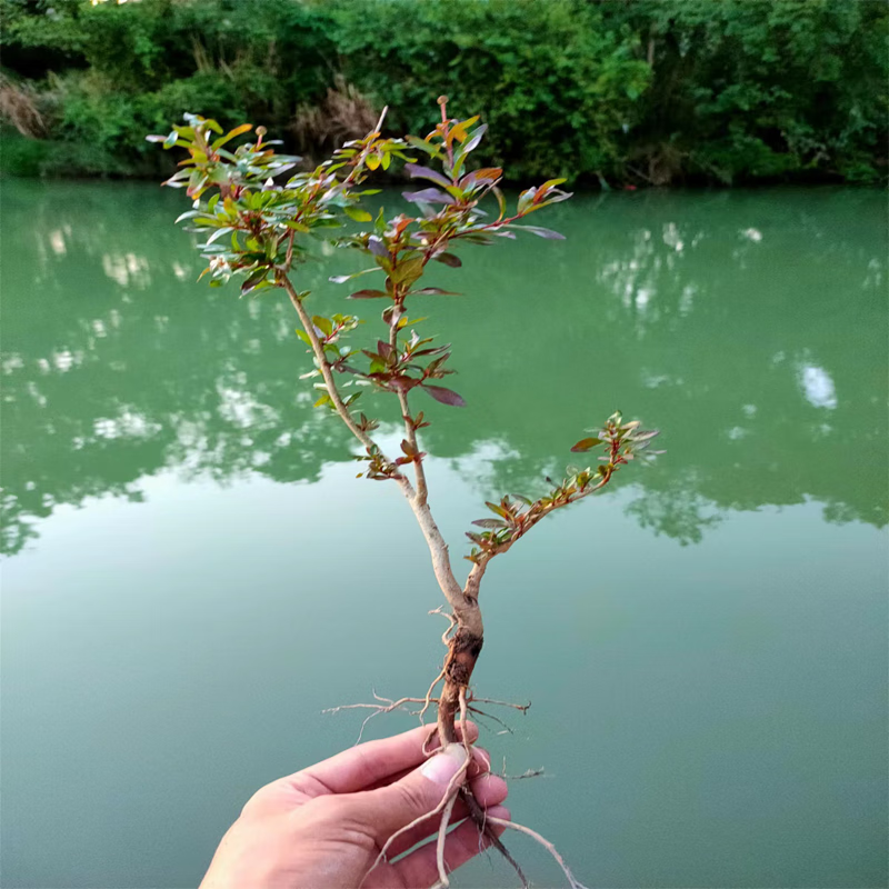 虹弦见水杨梅鱼缸造景提跟小老桩趣味观赏绿植物树桌面水培土培和鱼共