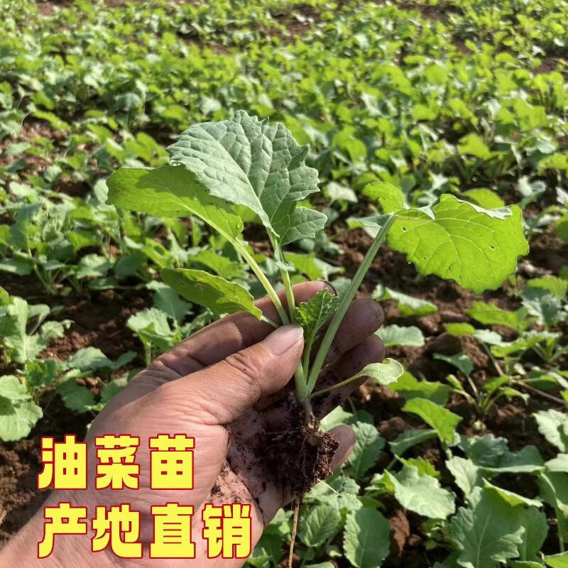 油菜苗油菜花苗农田种植油菜秧苗可做移栽苗庭院阳台盆栽绿化环境