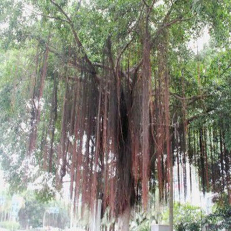 落沙园榕树树苗正宗大叶榕苗大叶榕树树苗宽叶榕苗长根须庭院别墅绿化