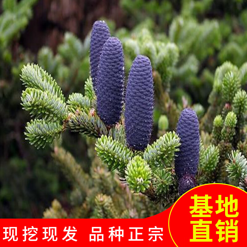 流彗冷杉树苗基地直销小苗珍稀名贵绿植别墅庭院观赏树冷银杉耐寒耐冻