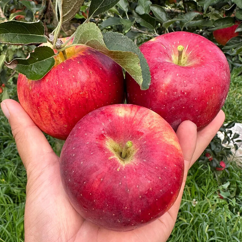 倾小野头茬云南昭通高原红露小苹果 丑苹果现摘现发脆甜冰糖心应季
