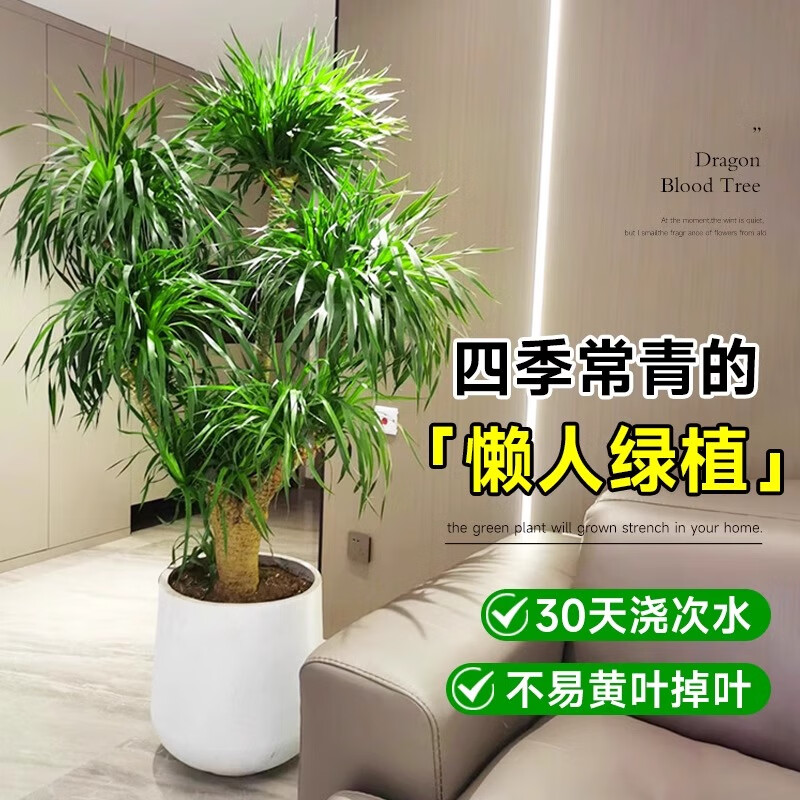 叹为观止 大型盆栽 单杆辫子发财树天堂鸟绿萝散尾葵办公室内开业乔迁礼品 多头龙血树1.3-1.5米【圆柱盆】 含盆