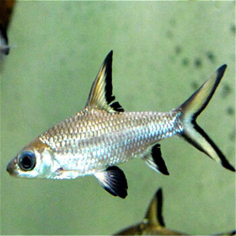 虎鲨观赏鱼大型虎头鲨蓝鲨白化鲨鱼龙鱼配鱼 10-12cm蓝鲨 白鲨各1条