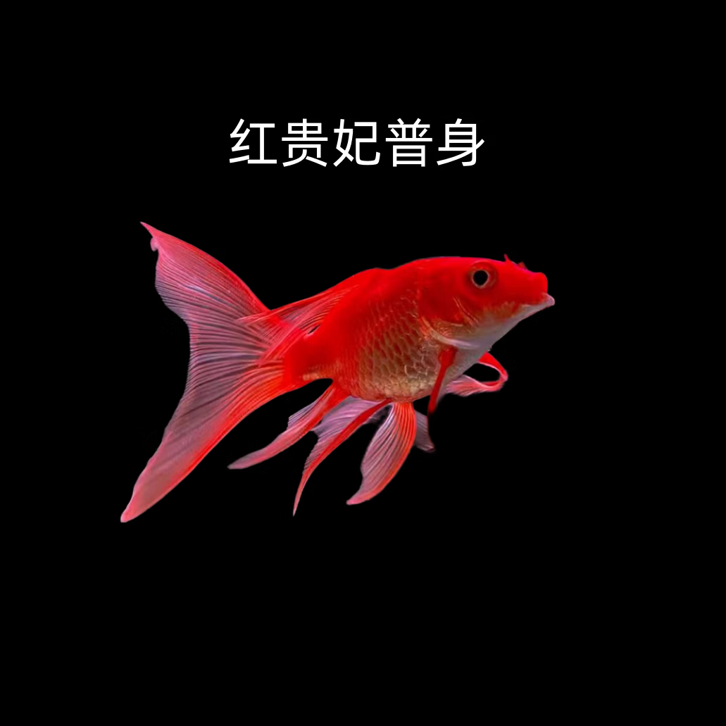 逸乐宠顺丰蝴蝶鲤观赏鱼活鱼大鳍长尾短身台湾纯种球体红色贵妃冷水