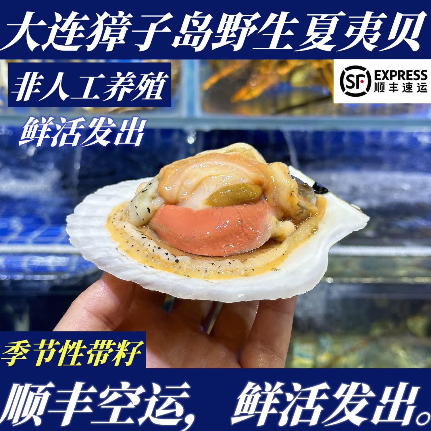 鲜活带壳大连獐子岛超大扇贝夏威夷贝非冷冻半壳蒜蓉【特快包邮】 6只