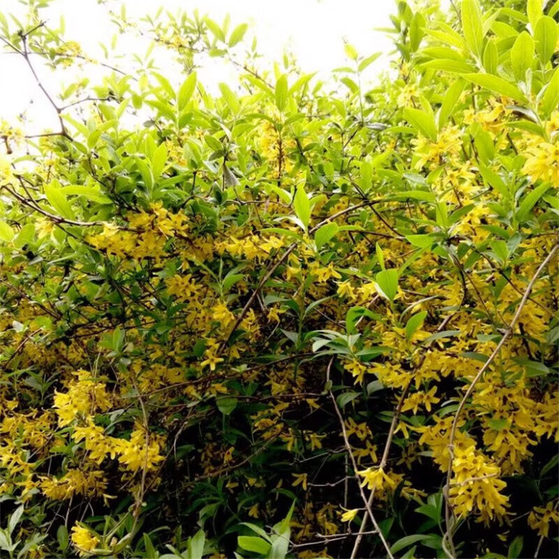 三根毛连翘树苗丛生连翘苗独杆迎春花黄花耐寒黄老虎小苗别墅庭院绿篱