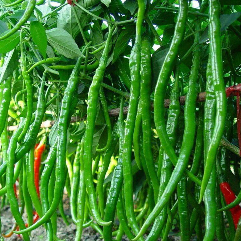 种子杭椒辣椒苗超辣二荆条早熟家庭蔬菜种植春秋季阳台菜子 辣神f1