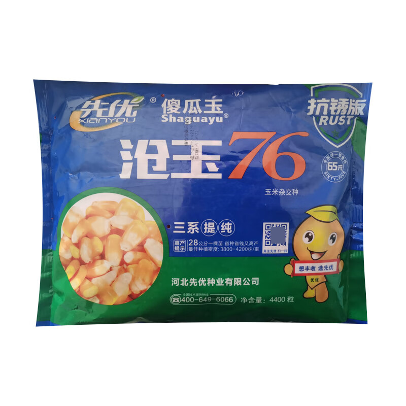 秋颖沧玉76玉米种子抗锈版高产大棒矮杆抗倒伏耐旱大田春夏播国审
