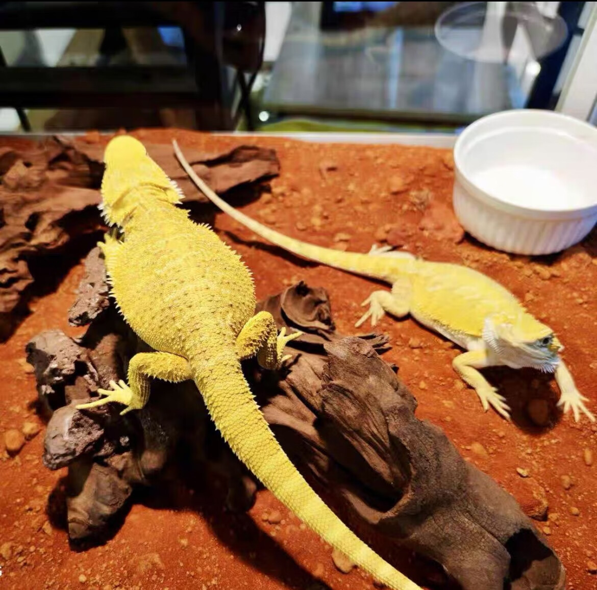 旺园兴蜥蜴宠物活物小型好养西澳细皮瘤尾守宫睫角豹纹肥尾盖勾亚幼体