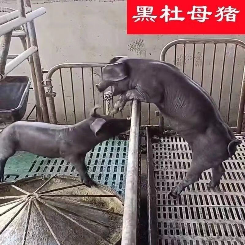 美系黑杜洛克公猪原种黑杜母猪种公猪黑金刚纯种黑色母猪养殖资料