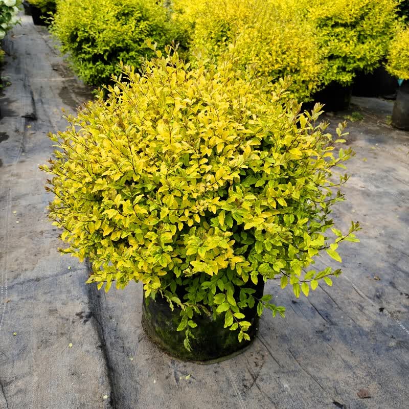 红人迷金叶女贞盆栽棒棒糖球形小叶女贞苗花镜庭院别墅造景观叶常青