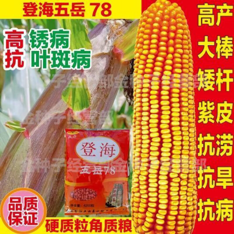细辛登海78批发玉米种子高产大棒矮杆抗倒抗旱涝抗病南北方苞谷种
