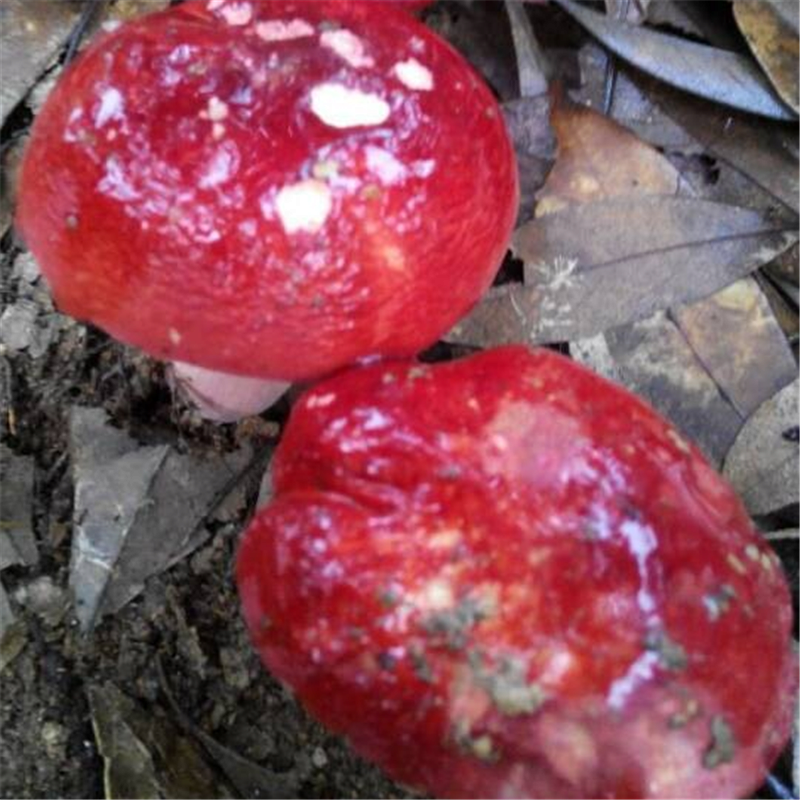 元族广西容县土特产纯红菇红香菇红椎菌250克全