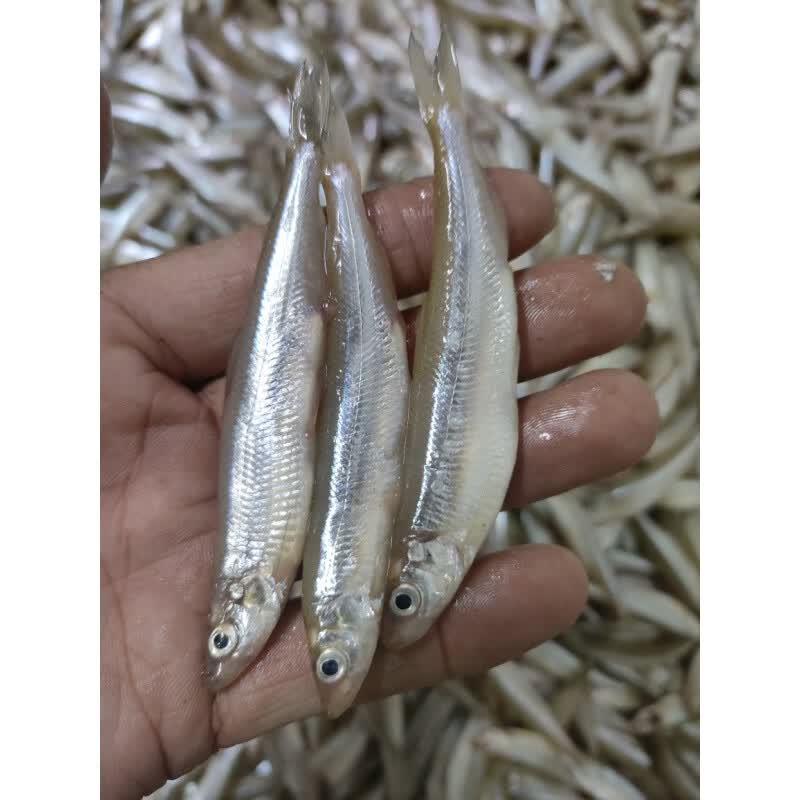 鱼七秒东北冷水黄瓜香鱼 5 斤