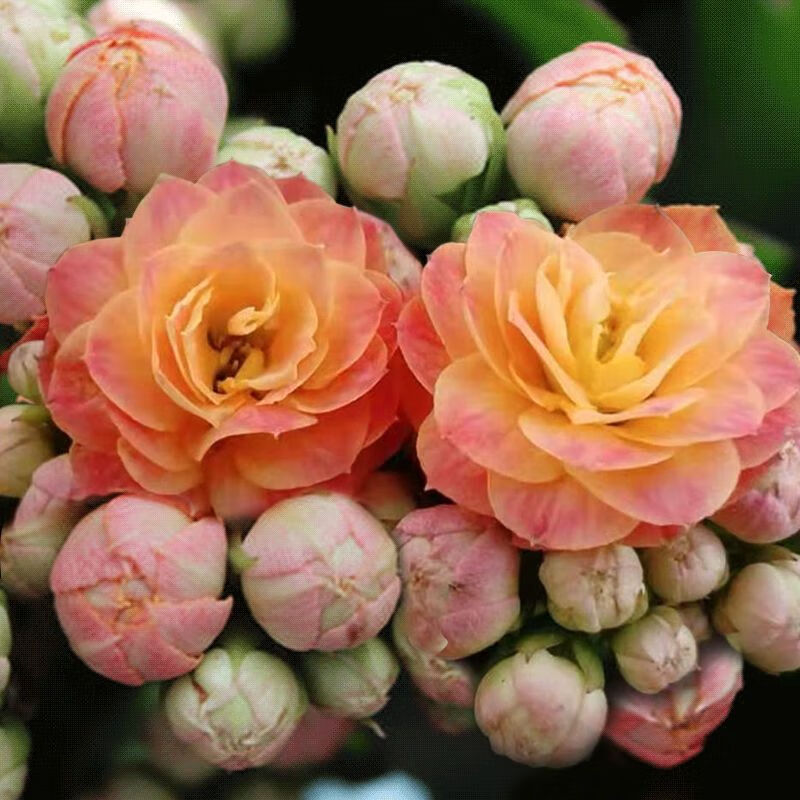 长寿花】金狐狸盆栽大花重瓣四季开花带花苞室内外花卉直销 1盆【华丽