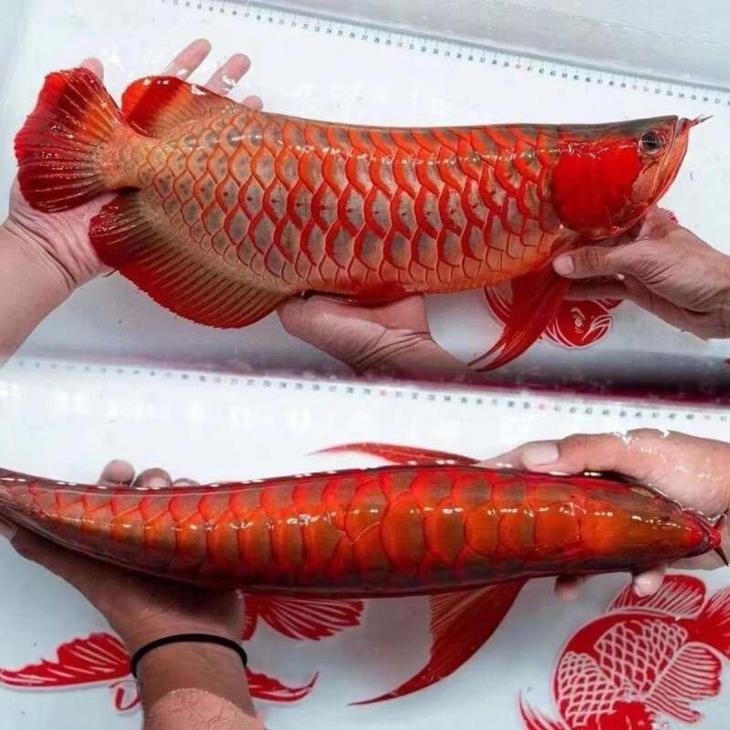 热带观赏鱼便宜红龙鱼银龙鱼随机品种 新手适养11-15厘米一尾程加温加