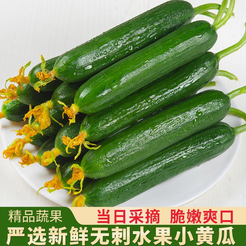 荷兰水果小黄瓜 新鲜果蔬生鲜现摘现发 水果黄瓜 净重 3斤 约7-9根