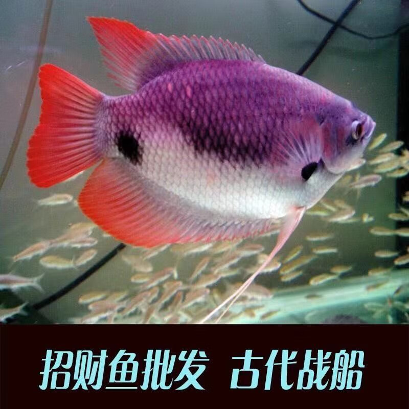 红尾鱼战船活体白红眼黑眼热带风水发财鱼观赏鱼 红尾13-14cm 1条