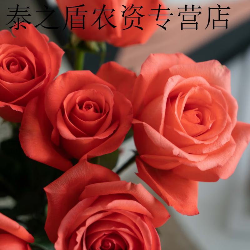 带花苞花卉绿植物盆栽月季蔷薇室内外阳台四季 1影星(老桩苗四季开花)