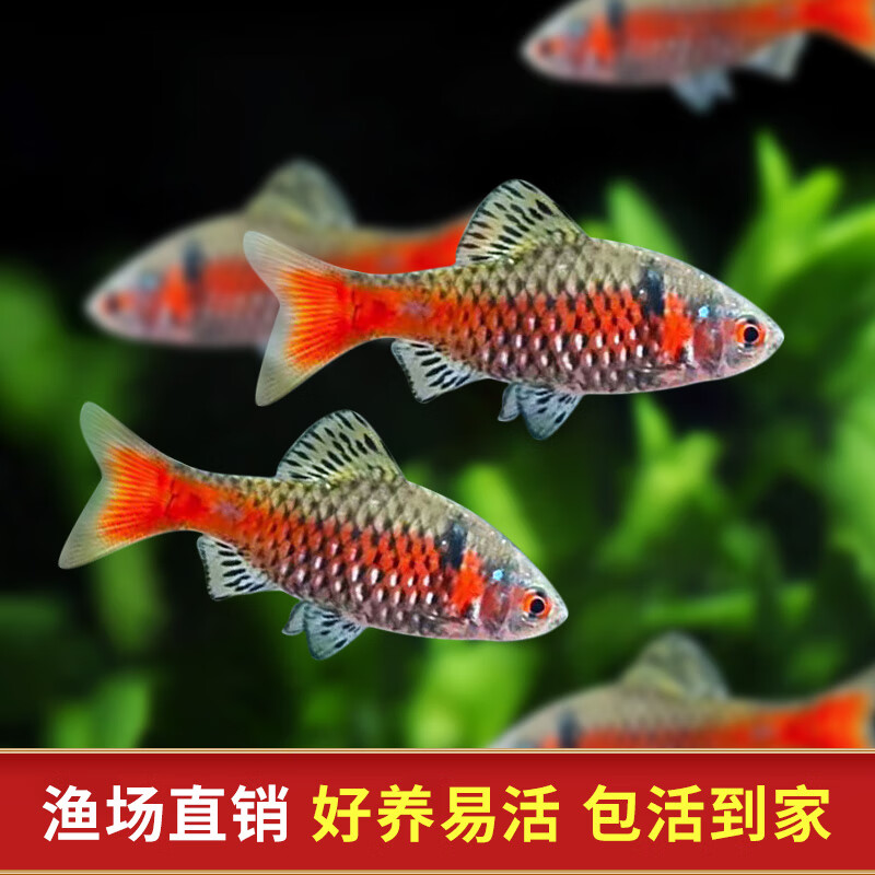 冷水耐寒耐养热带鱼原生鱼小型活体群游观赏鱼 3-4钻石彩虹鲫公母3对