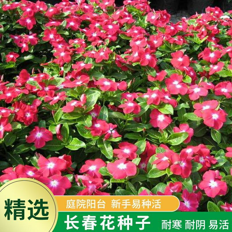 禾之润寒多年生野花组合种子波斯菊花籽室外易养活四季格桑花种子七彩