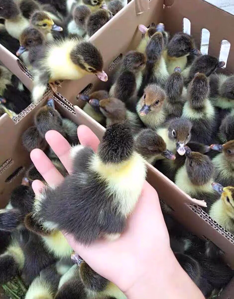 番鸭活苗幼苗火鸭苗正宗大种黑番鸭苗旱鸭子藤子鸭西洋鸭小鸭 番鸭买5