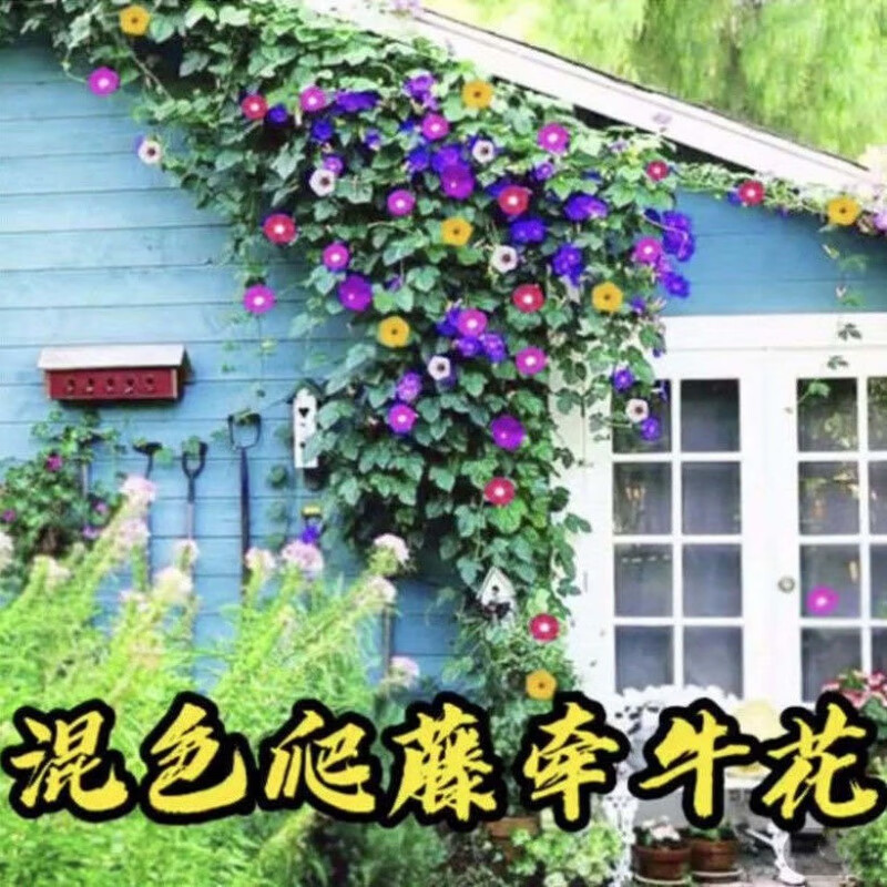秋颖爬藤牵牛花种子 大喇叭花卉种籽 四季播庭院阳台攀岩植物大花种子
